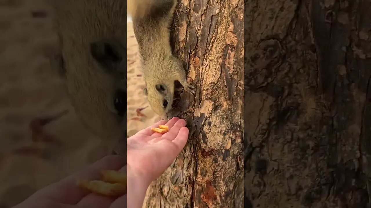 🇹🇭 Feeding the locals at Pattaya's Beach park 🇹🇭