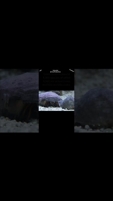 Some “Crabs” Are Not True Crabs #crab #shorts