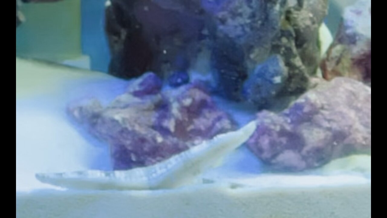 Saltwater tank starfish time-lapse