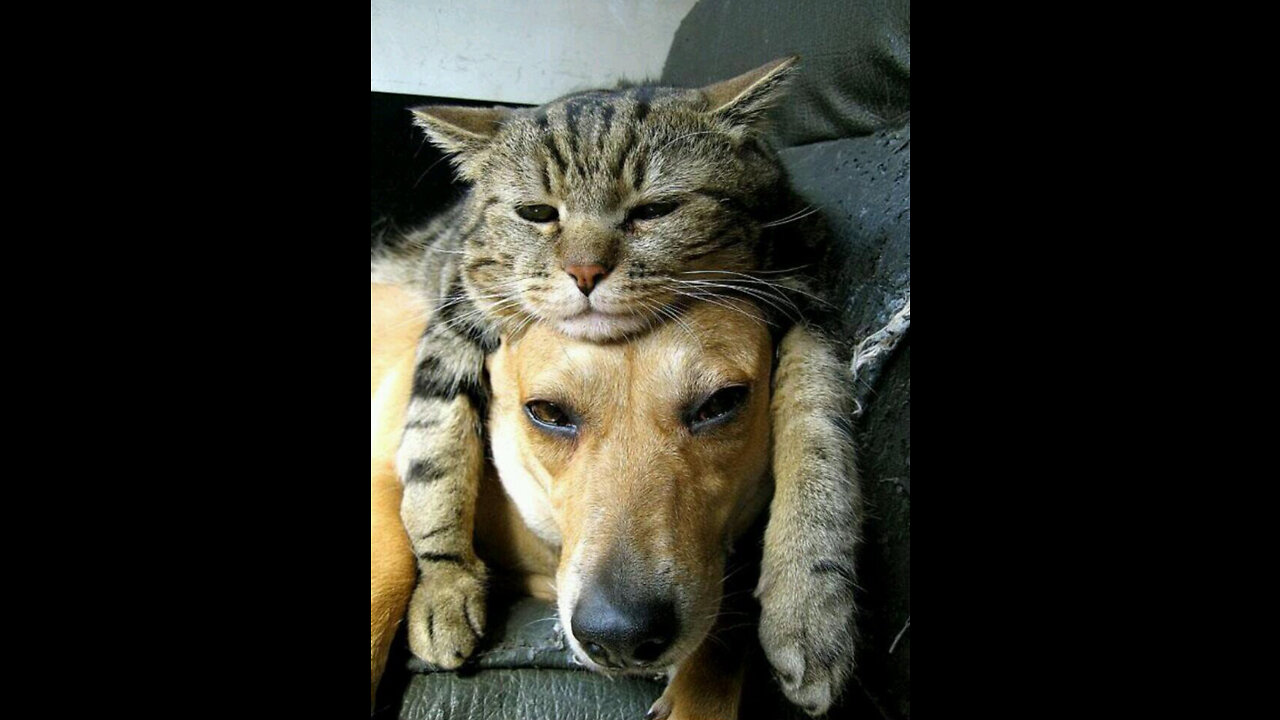 Top 10 Cats and Dogs best friends