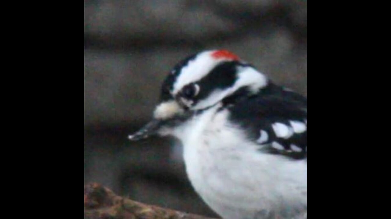 Male Downy Sitting in the Snow