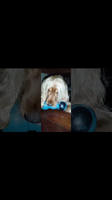 #dogshow, #amimals, #dogs, #shorts