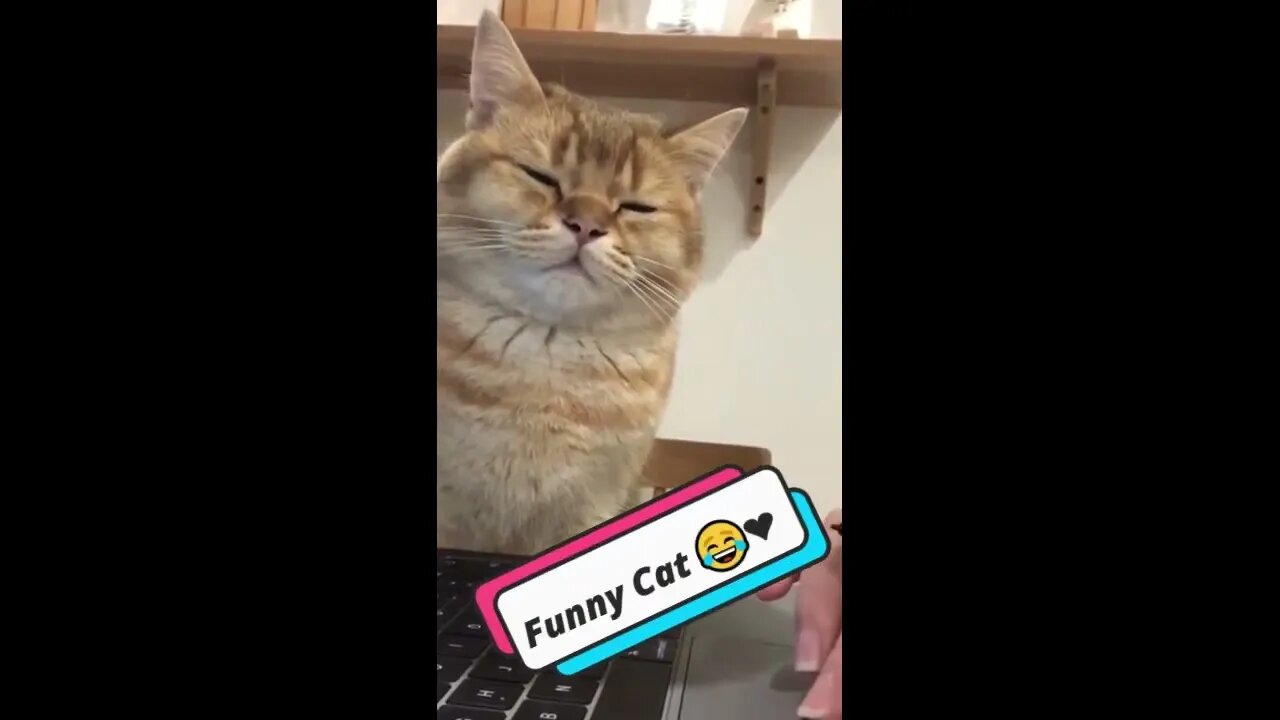 😸 Top Cat Comedy 🐱 | Funny & Adorable Videos 😺 #cat #catshorts #shorts