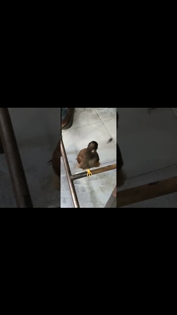 A bird , I think it's a Myna under the chair 🥰😍