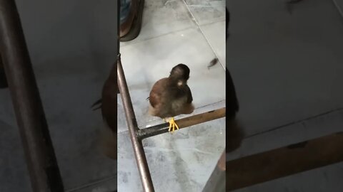A bird , I think it's a Myna under the chair 🥰😍