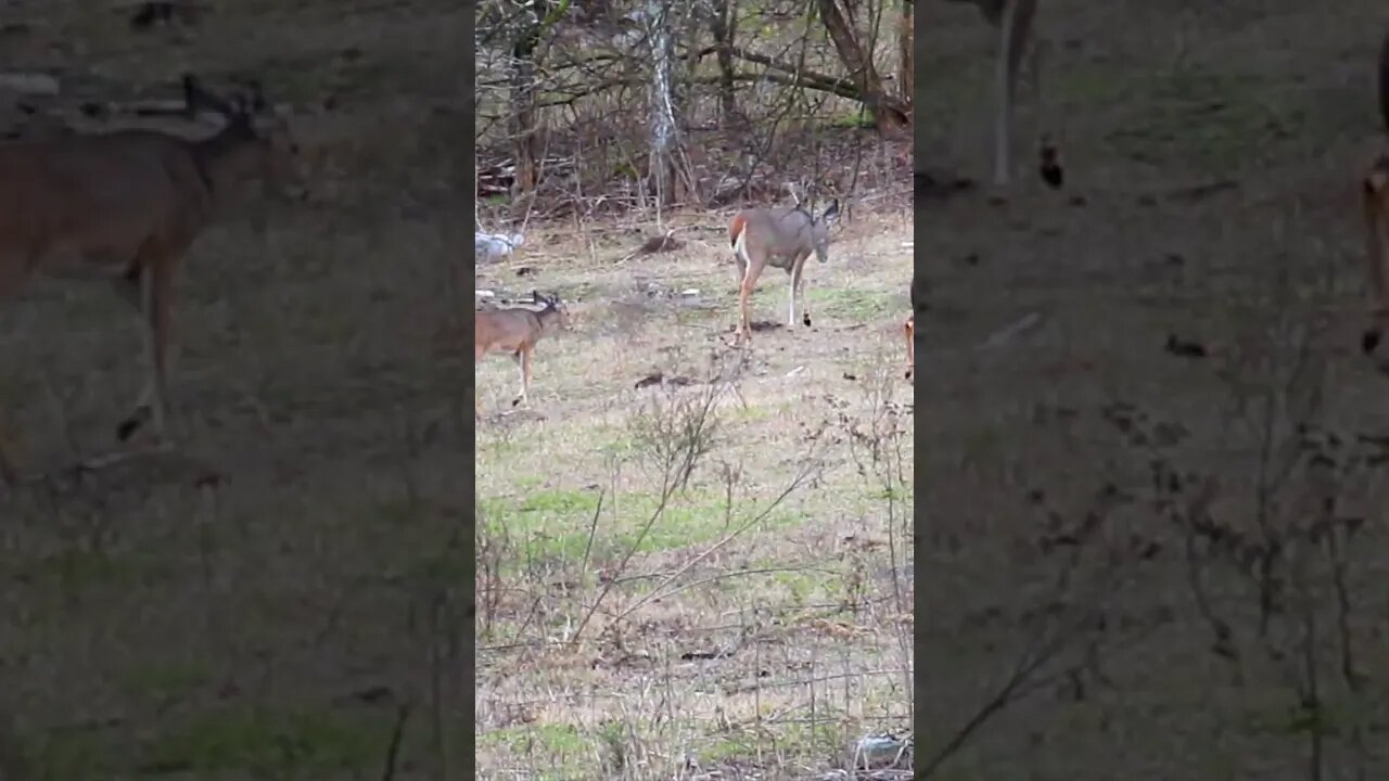 Doe and 3 fawns taking a stroll @UncleTimsFarm #kärnəvór