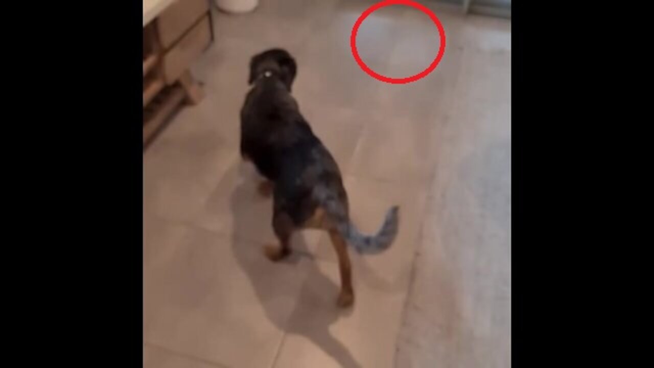 My pets are very beautiful, do not believe, look at them in slow motion