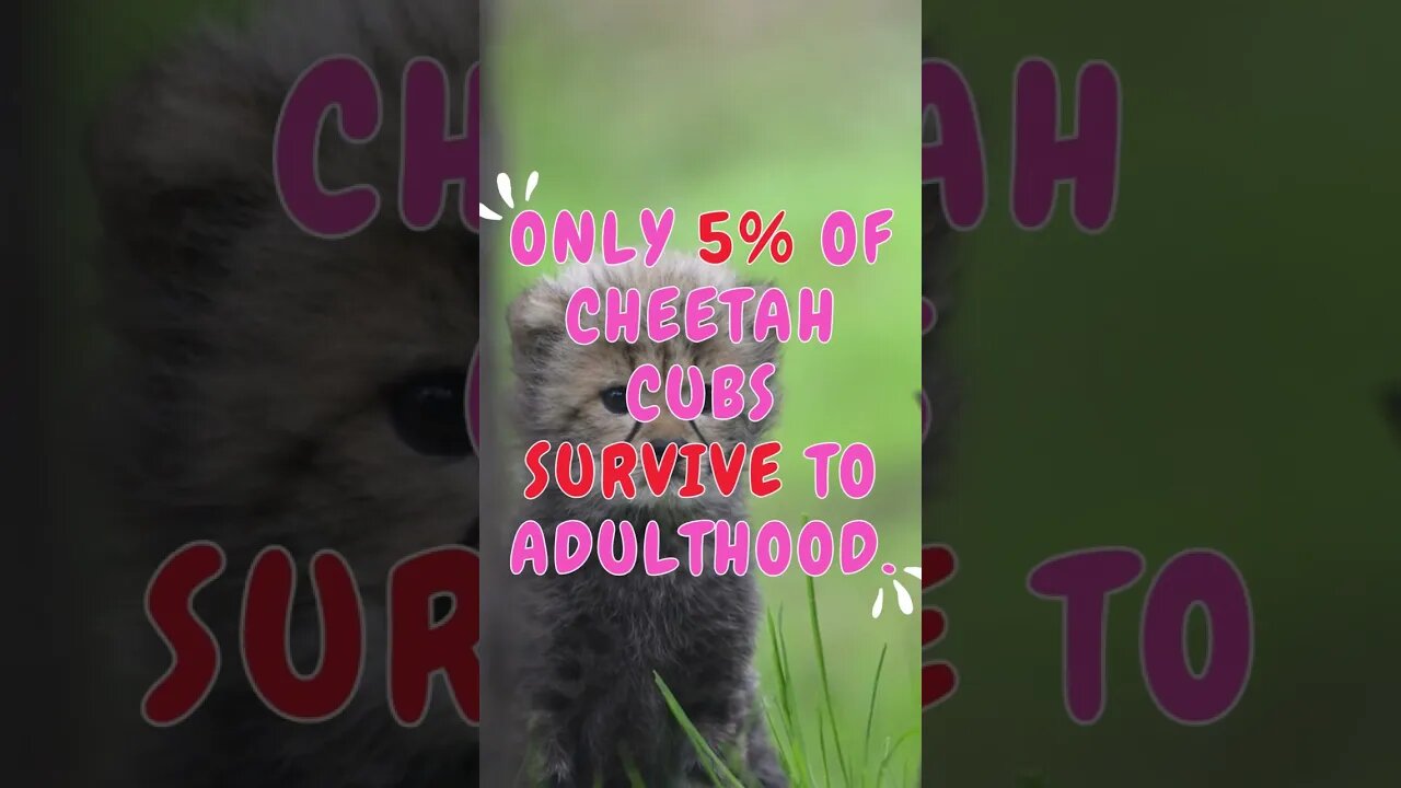 🐆Discover Fascinating Animal Facts👀 #shorts #shortsfact #animalfacts #cheetah #cub