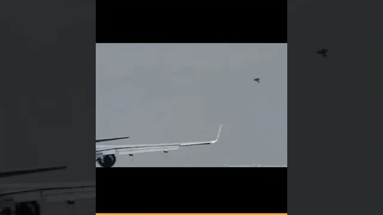 Emotional Bird Strike #AeroArduino #Aviation #Flying