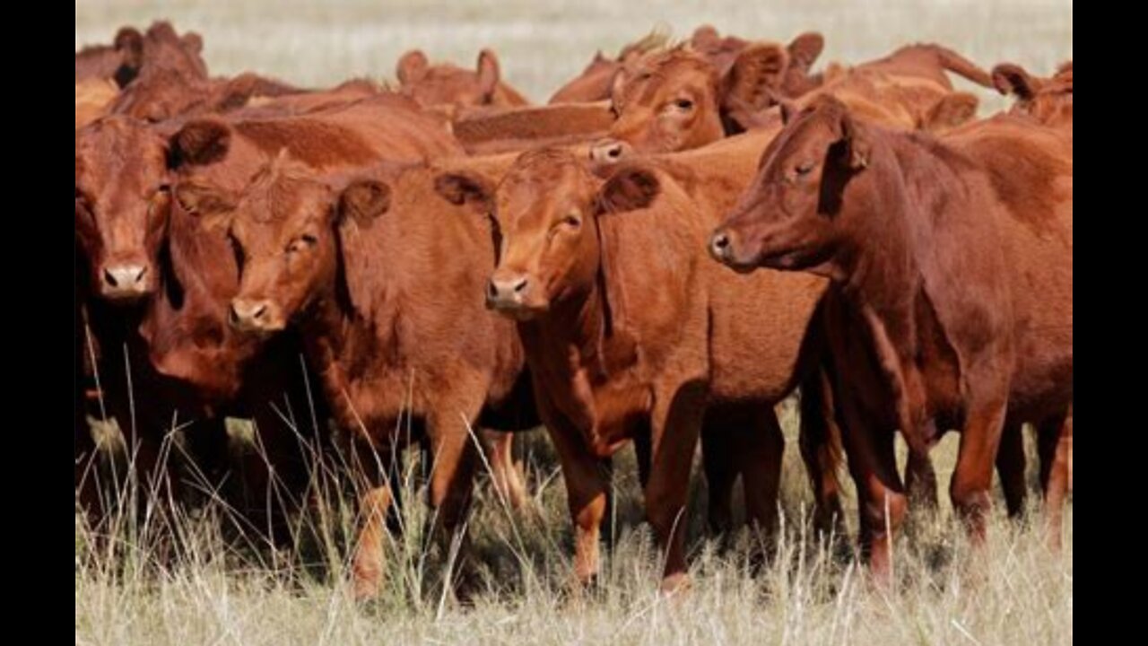 Red heifers, 3rd Temple, and the rapture of the church