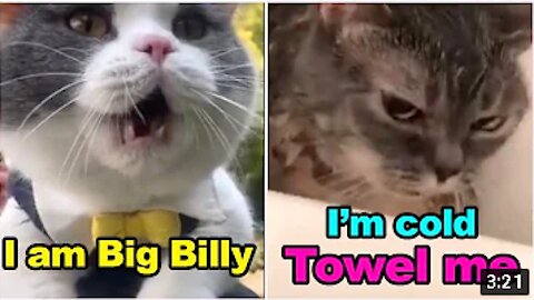 hilarious cat videos
