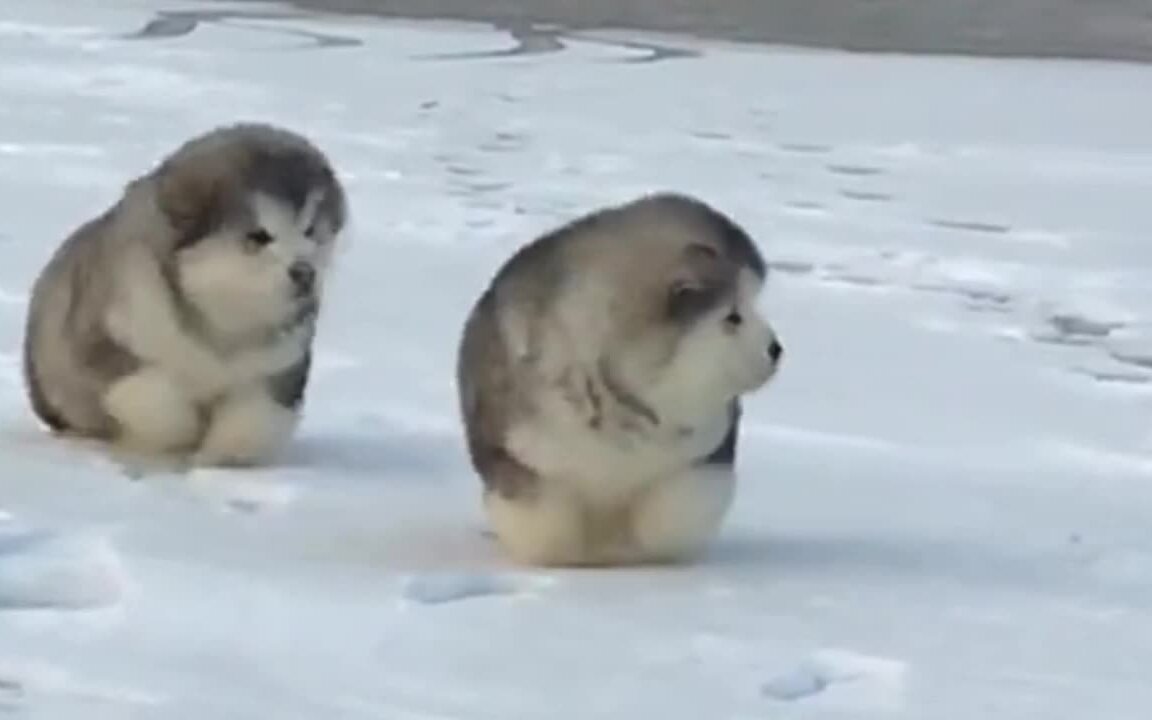 Alaska was so cute when it was a child