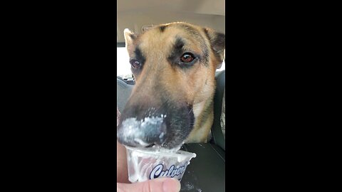 Thor gets a pup cup!