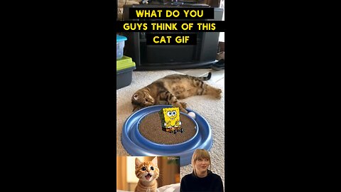 Cute Cat Gif