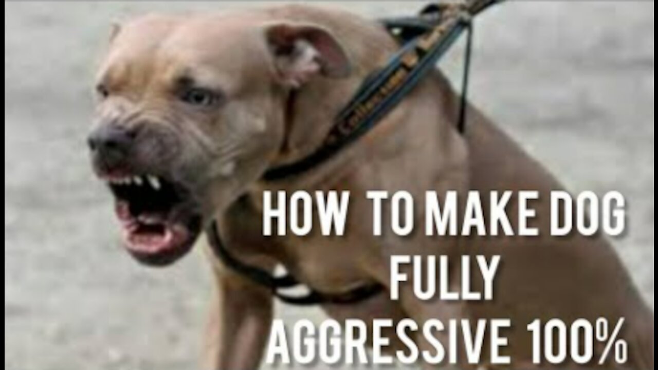 How To Make Guard Dog/How To Make Dog Become Fully Aggressive