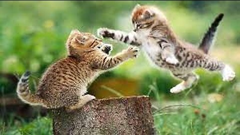 Funny Cats Video, Funny Video