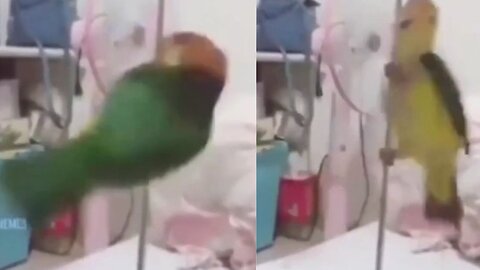 Parrot rolling with pole