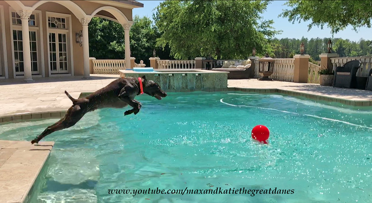 German Short Haired Pointer GSP Dives into Pool in Slow Motion ~ Epic Splash