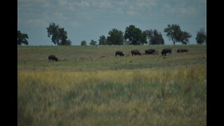 Denver Safari