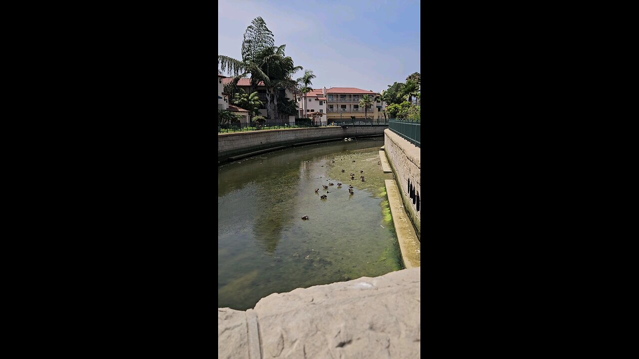 Family of ducks 🦆🦆