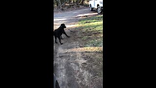 Doggy Plays With His Partridge Best Friend