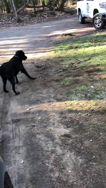 Doggy Plays With His Partridge Best Friend