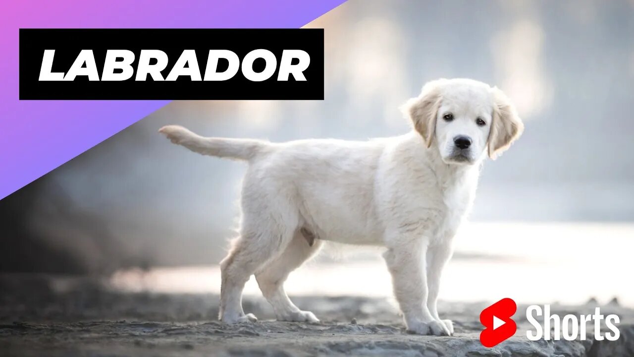 Labrador 🐶 One Of The Most Intelligent Dog Breeds In The World #shorts