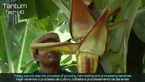 Incrível Processo de Cultivo