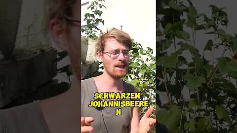 Worauf du bein Rückschnitt von Johannisbeeren achten sollst #shorts