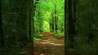 Peaceful Soothing Music | Calming Meditation For Stress Relief #shorts