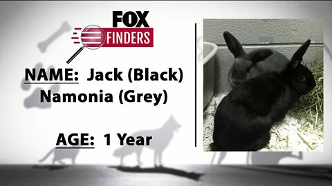FOX Finders Pet Finder - Jack & Namonia