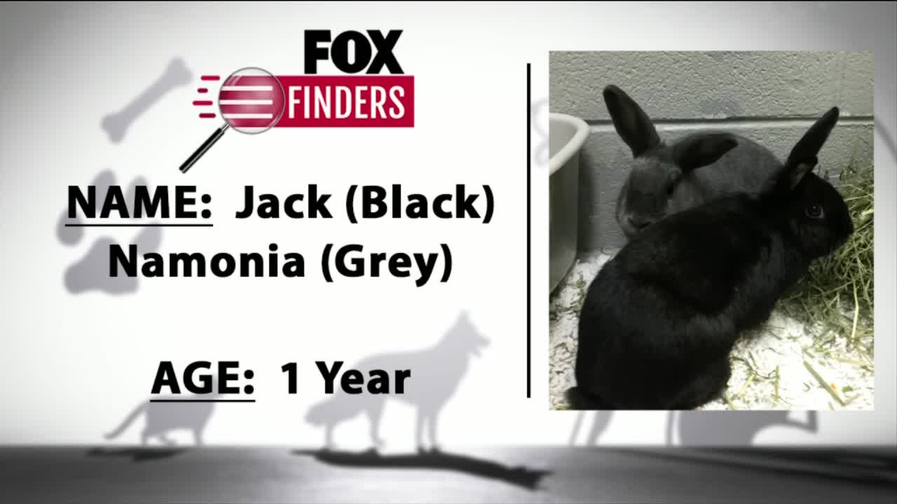 FOX Finders Pet Finder - Jack & Namonia