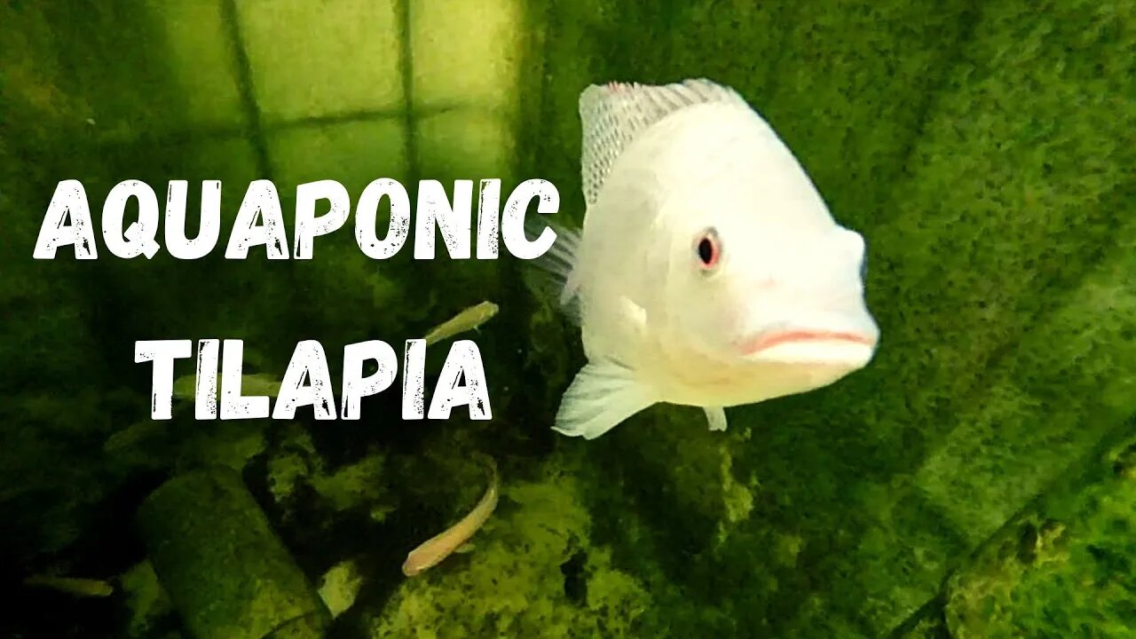 Blue tilapia and Mozambique tilapia (tilapia aquaponics system)