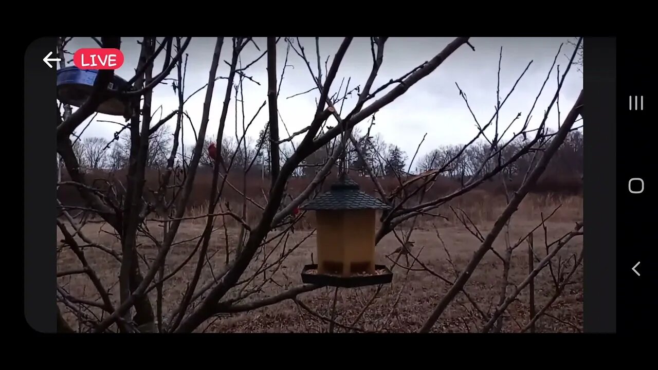 Bird Cam is Active #LIVE NOW #OKLAHOMA #wildlife