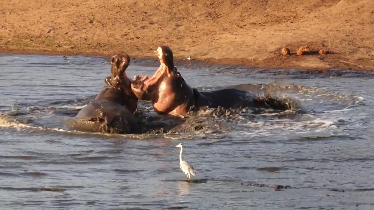 High stakes and aggression as hippo bulls face off in intense conflict