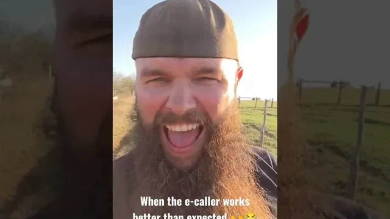 Calling in a mess of feral hogs in Texas