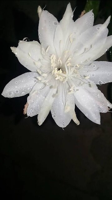 Dragon Fruit flower