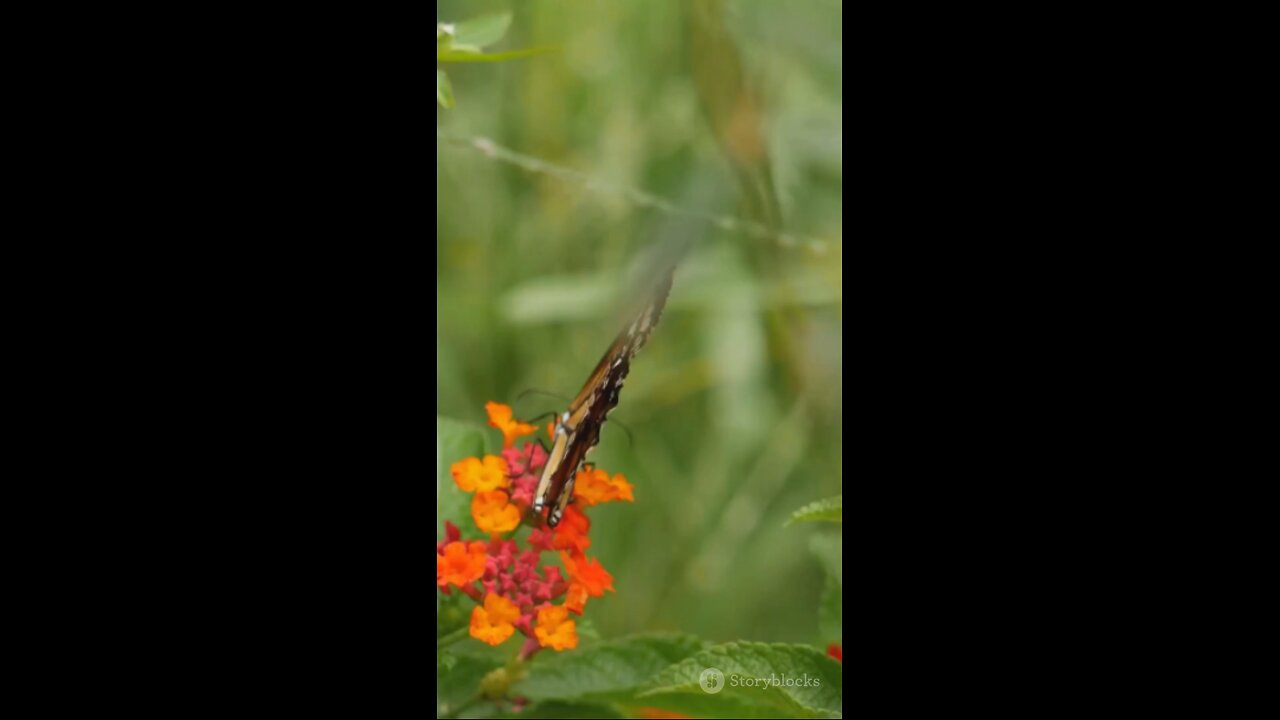 Butterflies A Foot Tasting Journey