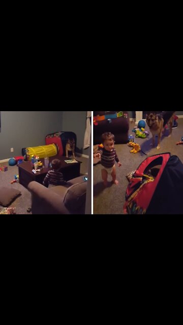 Energetic German Shepherd runs epic zoomies, knocks down playhouse