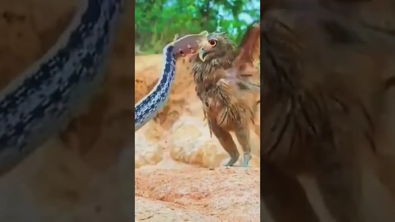 Eagle 🦅 VS Snake #UbertainmentFun #Shorts #ytshorts #youtubeshorts #Dogs #Animals #viral #viral2022