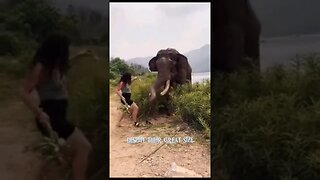 Elephants are mostly friendly #zoobox #funny #nonsense #nottoday