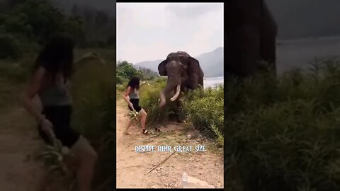 Elephants are mostly friendly #zoobox #funny #nonsense #nottoday
