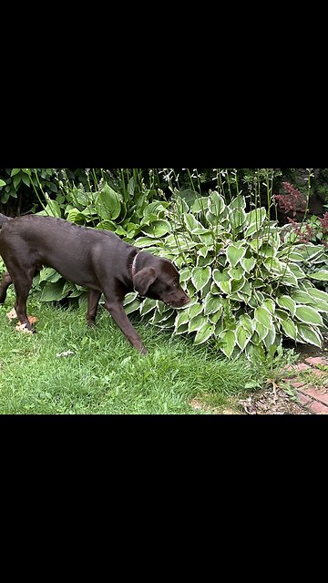 😆 Hilarious 😆 Dog 🐩 Videos 😆 ( Part 2. )