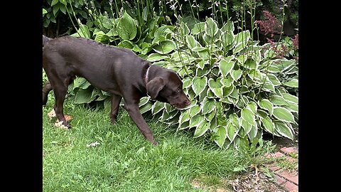 😆 Hilarious 😆 Dog 🐩 Videos 😆 ( Part 2. )