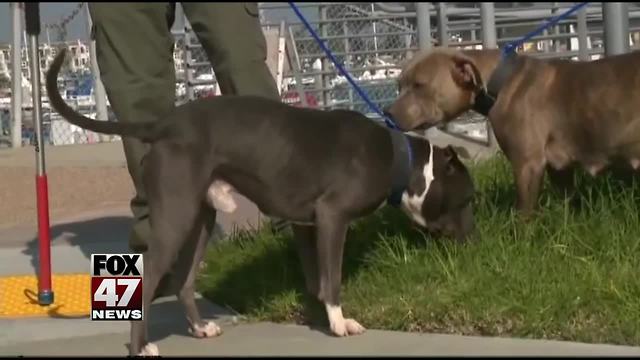 Delta bans "pit bull type dogs" from traveling with customers