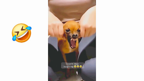 Funny animals viral clip 2024