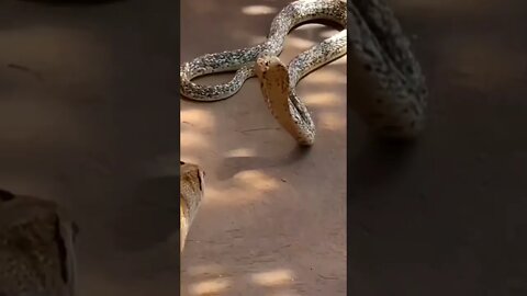 snake