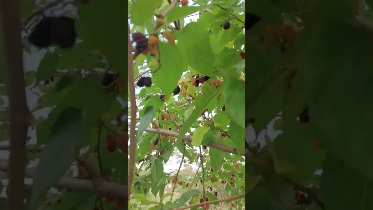 PÉ DE AMORA .