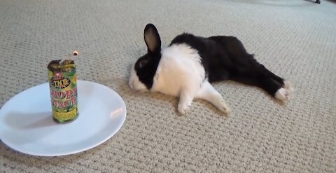 Waking a sleeping rabbit