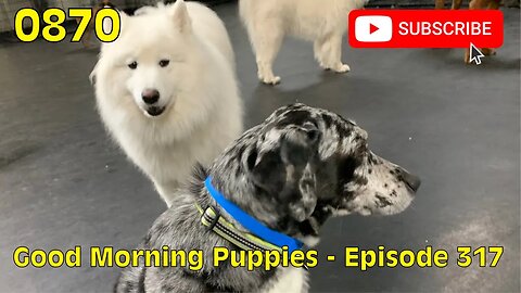 [0870] GOOD MORNING PUPPIES - EPISODE 317 [#dogs #doggos #doggos #puppies #dogdaycare]